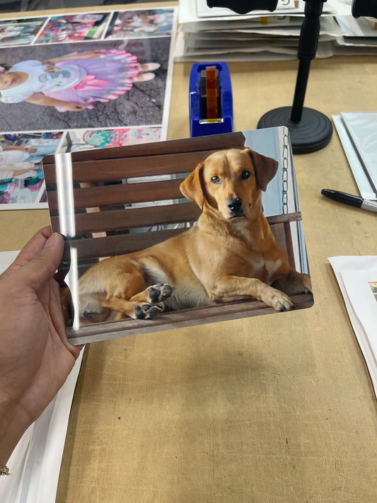 Custom Dog Portrait on Metal – Vibrant, Glossy, Built to Last